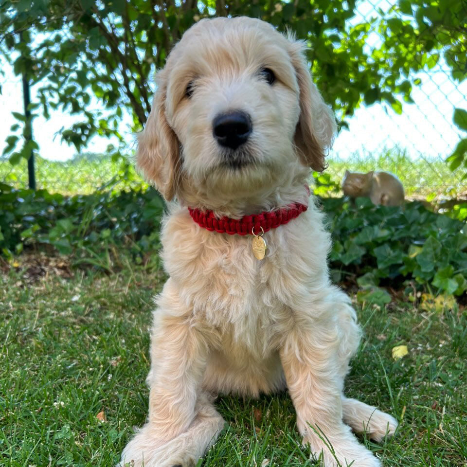 Mini Halsband "Meeresblau"