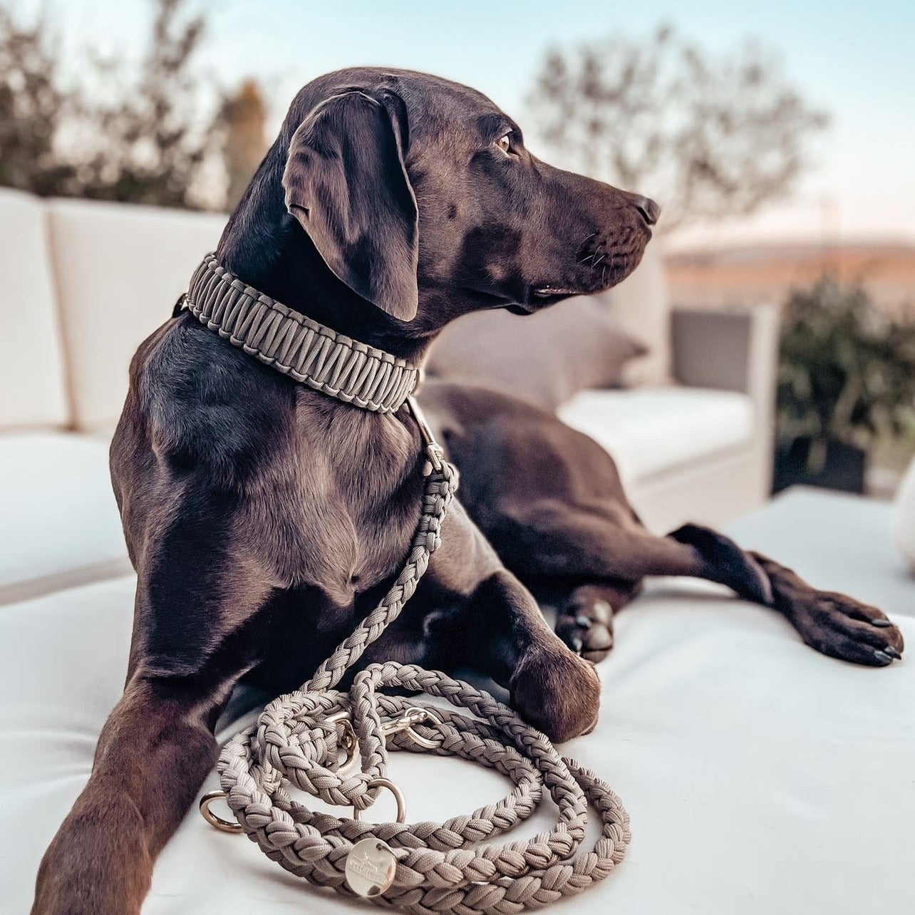 Collier en paracorde Biothane « Beige/Tan »