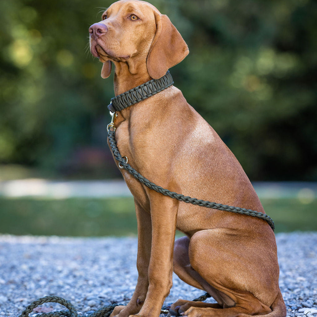 Laisse en paracorde « Olive foncée »