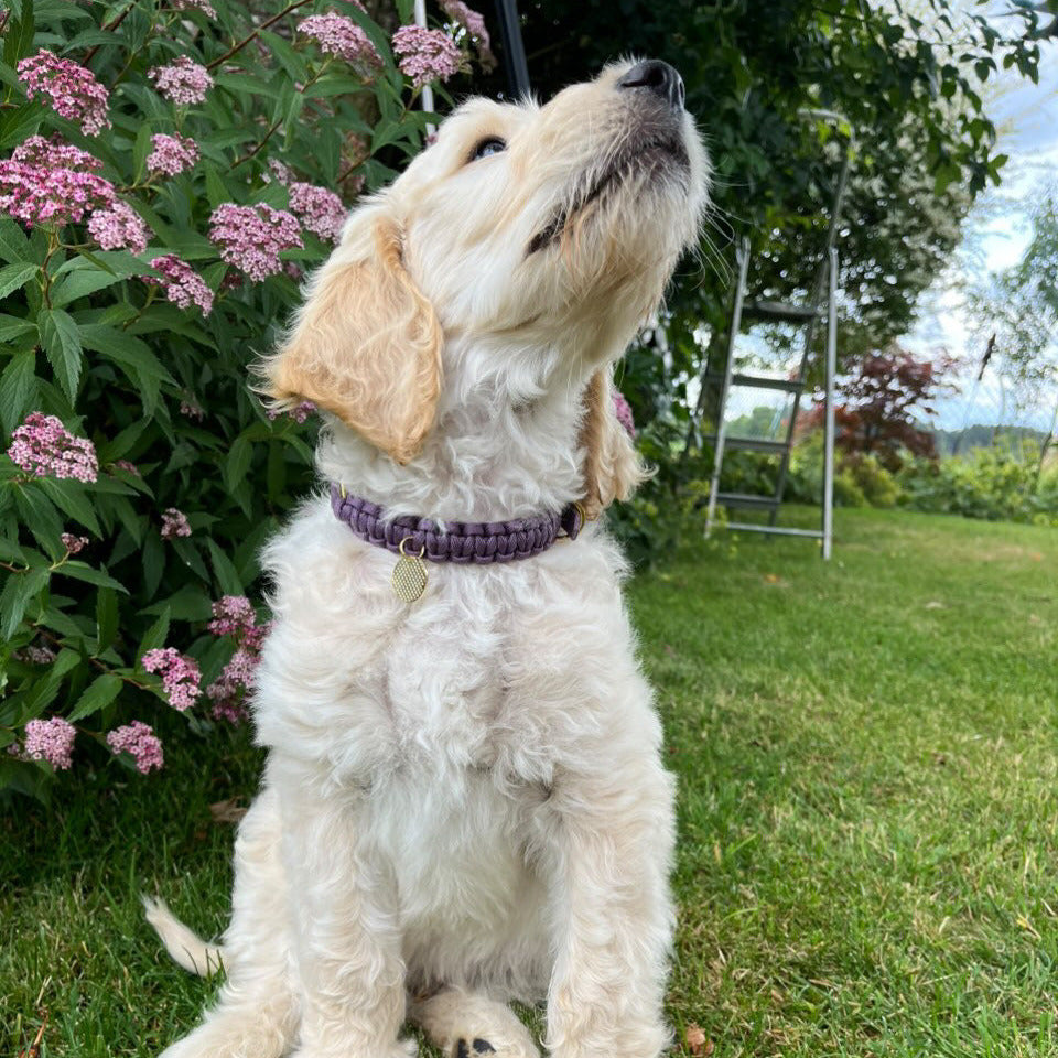 Mini Halsband "Mauve"