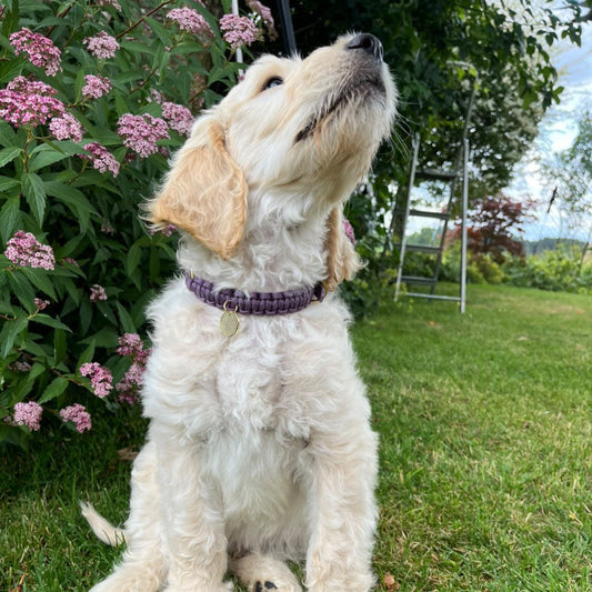 Mini Halsband "Mauve"