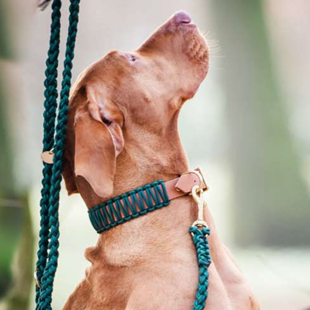 Biothane Paracord Halsband 