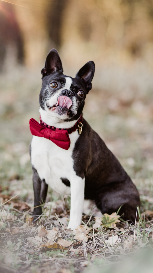 Stilhütte Fliege "Rot"