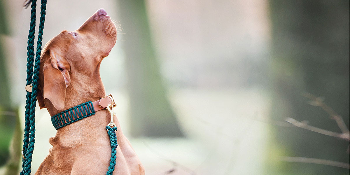 Hund mit handgefertigtem Halsband von Stilhütte